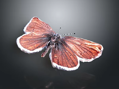 Brown Butterfly With White Edged Wings Displaying Shiny Texture On Dark Background 3d model