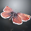 Brown Butterfly With White Edged Wings Displaying Shiny Texture On Dark Background