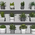 Decorative Potted Green Plants On White Shelves With Black And White Pots