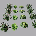 Fresh Green Crops Chilies Lettuce And Cabbage Growing On Gray Background