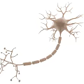 Medical Device with 3D Neuron Structure Model for Neural Research and Education