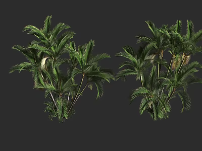 Lush Green Tropical Shrubs With Dense Foliage And Multiple Stems For Garden Landscaping 3d model