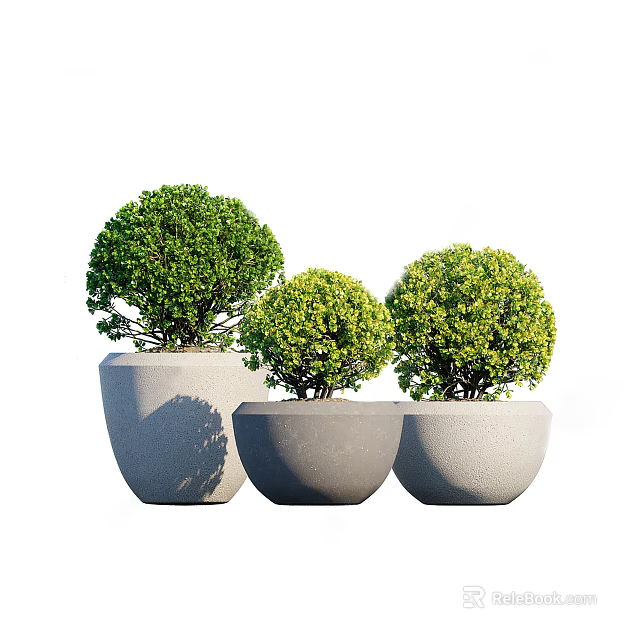 Three Bonsai Plants In Gray Cement Pots With Round Green Foliage Arranged Together 3d model 