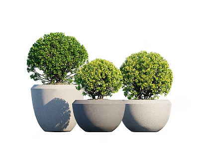 Three Bonsai Plants In Gray Cement Pots With Round Green Foliage Arranged Together 3d model