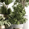 Assorted Indoor Potted Plants Including Palm Bamboo And Greenery In Modern Planters