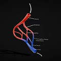 Vascular System Anatomical Model Medical Device with Artery Capillary and Vein Labels