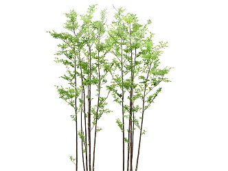 plant tree 3d model