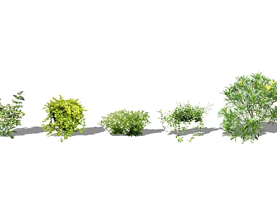 Different Ground Cover Plant Varieties for Garden Landscaping Design 3d model
