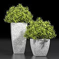 Green Bonsai Potted Plants with Textured Dark Ceramic Planters for Home Decor