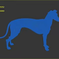 Tiger Striped Greyhound Dog With Long Legs Standing On Gray Background