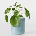 Potted Bonsai Plants Featuring Broad Green Leaves In Different Style Planters