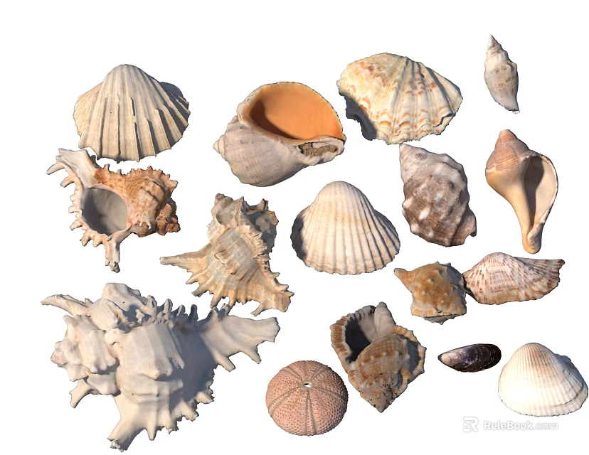 Various Types of Seashells Collection with Different Shapes and Textures Isolated on White Background 3d model 
