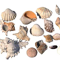 Various Types of Seashells Collection with Different Shapes and Textures Isolated on White Background