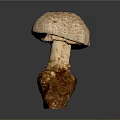 Fresh Mushroom Plant With Light Colored Cap And Brown Stem On Gray Background
