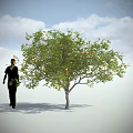 Green Leafy Tree With Orange Fruits And Walking Person Silhouette Under Blue Sky