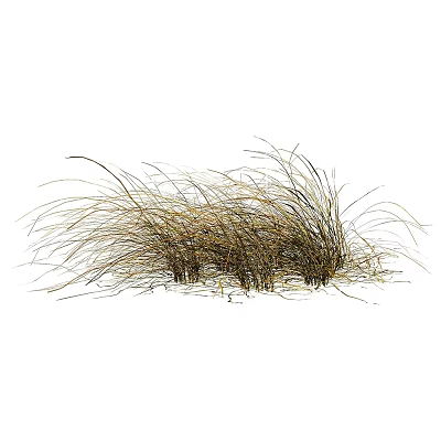 Dried Grass Clump with Wispy Brown Leaves for Garden Decoration 3d model