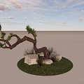 Curved Pine Tree Featuring Green Foliage Stones Grass and White Clouds under Blue Sky