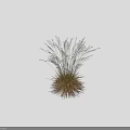 Tall Garden Ornamental Grass with Feathery Plumes Green Golden Leaves and Height Mark