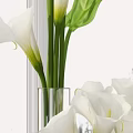 White Calla Lilies in Transparent Glass Vases with Green Leaves and Natural Light