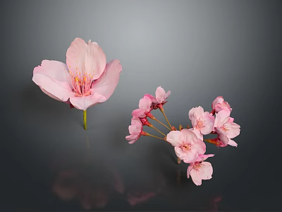 Beautiful Pink Cherry Blossom Single Bloom And Cluster On Dark Background With Reflections 3d model