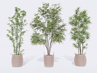 Modern Potted Plants Potted Trees Shrub Landscape Plants 3d model