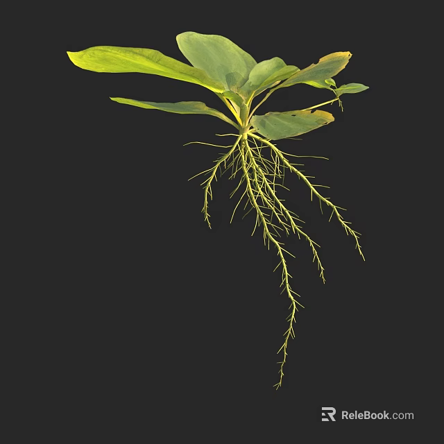Green Plant with Lush Green Leaves and Yellow Roots Against Black Background 3d model 