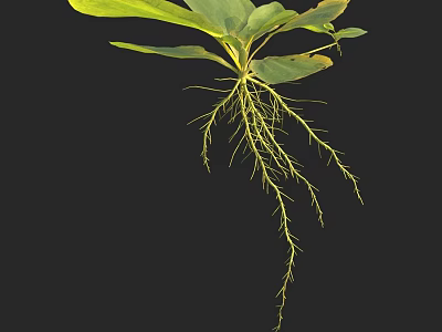 Green Plant with Lush Green Leaves and Yellow Roots Against Black Background 3d model