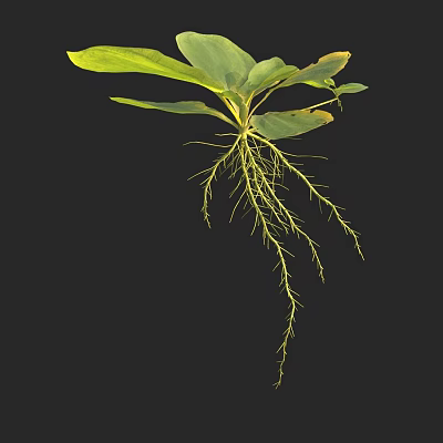 Green Plant with Lush Green Leaves and Yellow Roots Against Black Background 3d model