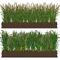 Green Crops With Spikelets Growing In Light Brown Rectangular Planter Boxes