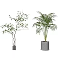 Bonsai Potted Plants With Small Tree And Palm In Transparent And Gray Planters White Wall