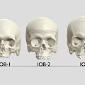 Professional Medical Skull Models With IOB 1 IOB 2 IOB 3 For Anatomical Training