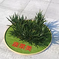 Vibrant Green Herb Plants Growing On Circular Green Mat For Vegetable Type 3d model