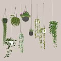 Decorative Hanging Basket Plants With Trailing Vines And Various Greenery Hanging On Wall