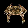 Close Up View Of Crab With Large Claws And Detailed Shell On Black Background