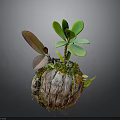 Small Plant With Green And Brown Leaves In Bark Like Spherical Pot On Gray Background