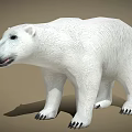 Realistic Polar Bear 3D Model With White Fur And Detailed Claws