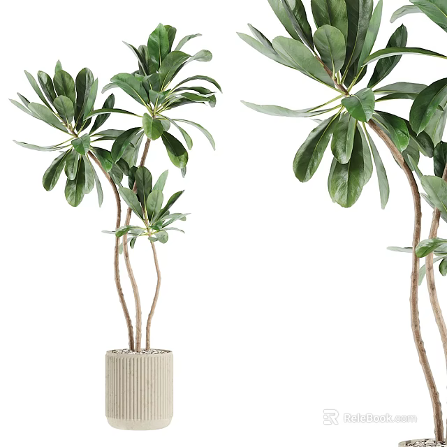 Elegant Lush Green Bonsai Plant With Tall Slender Stems And Ceramic Pot For Indoor Decor 3d model 