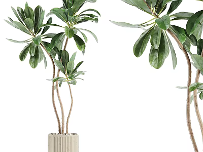 Elegant Lush Green Bonsai Plant With Tall Slender Stems And Ceramic Pot For Indoor Decor 3d model