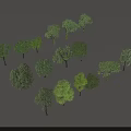 Various Types of Green Trees With Natural Shapes Shadows And Lush Foliage