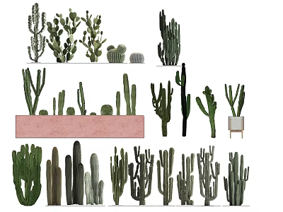 Bonsai Potted Plants Featuring Various Cactus Species Different Sizes For Indoor Decor 3d model