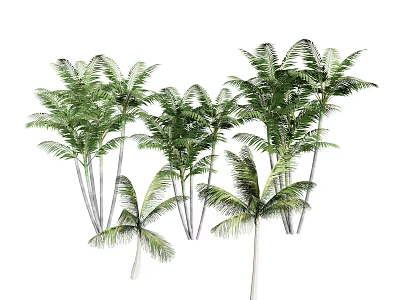 Lush Green Palm Trees With Dense Foliage And Slender Trunks In Tropical Setting 3d model