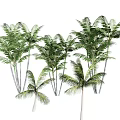 Lush Green Palm Trees With Dense Foliage And Slender Trunks In Tropical Setting