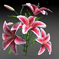 Pink and White Lilies with Blooming Flowers Flower Buds and Green Leaves