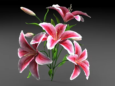 Pink and White Lilies with Blooming Flowers Flower Buds and Green Leaves 3d model