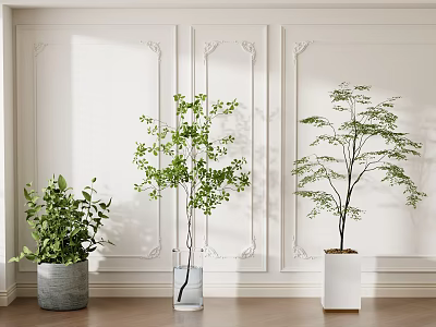 Three Potted Plants In Ceramic Glass And White Planters Against White Wall With Wooden Floor 3d model