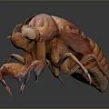 Cicada shelling cicada shelling cicada shell cicada shell cicada shell article 3d model