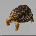 Orange and Black Patterned Tortoise with Red Eyes on Black Reflective Surface 3d model