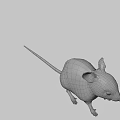 3D Wireframe Rat Character Model With Big Ears For Game And Movie Scenes