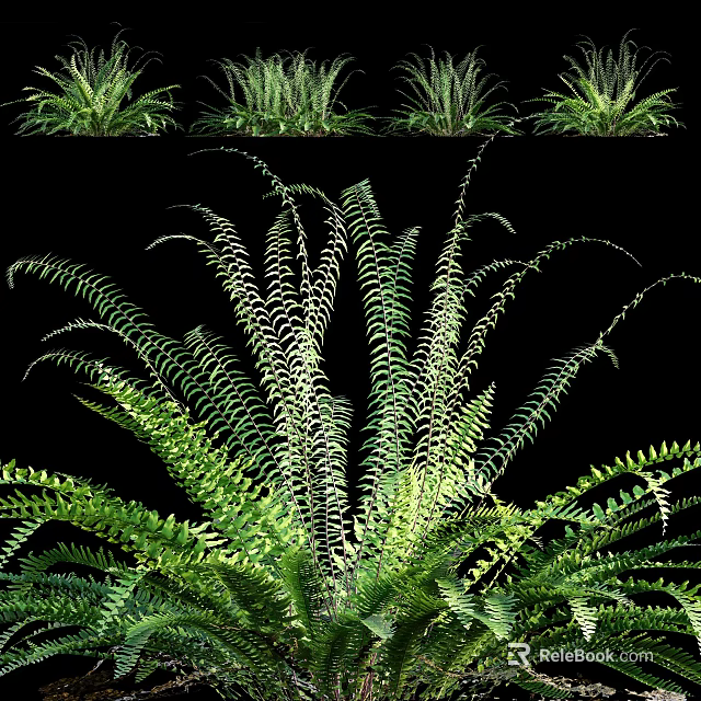 Natural Green Fern Plants With Feathery Fronds And Lush Healthy Foliage 3d model 