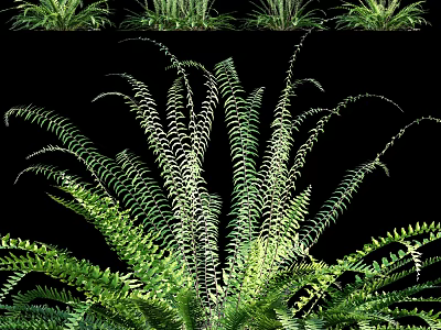Natural Green Fern Plants With Feathery Fronds And Lush Healthy Foliage 3d model